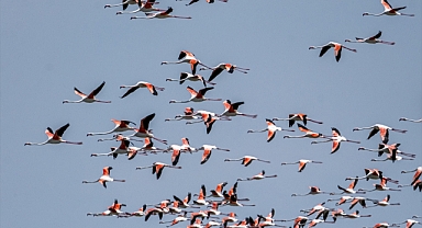 Akgöl Sazlığı farklı kuş türlerine ev sahipliği yapıyor