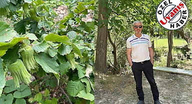 Avgan'da Fındık Yetiştirdi!