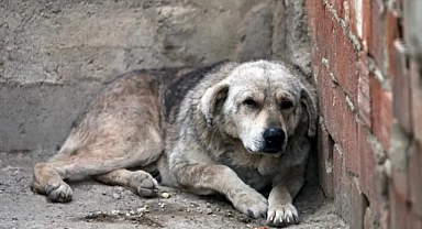 Bakan Yumaklı 'köpek yasası'nı anlattı: Uymayan belediyelere hapis cezası var