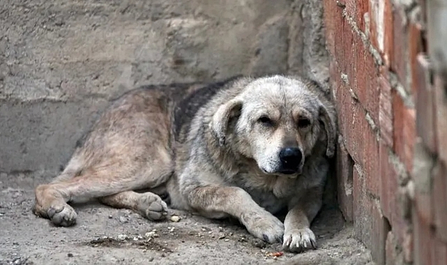 Bakan Yumaklı 'köpek yasası'nı anlattı: Uymayan belediyelere hapis cezası var
