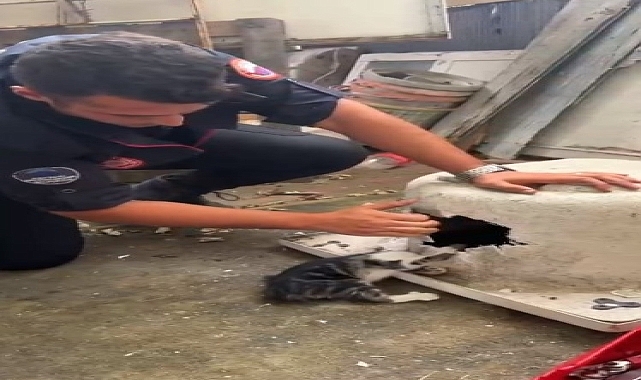 Başı küvetin giderine sıkışan kedi kurtarıldı