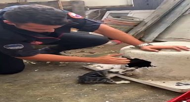 Başı küvetin giderine sıkışan kedi kurtarıldı