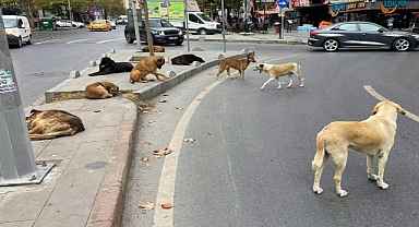 Başıboş sokak köpekleri düzenlemesi Meclis'te kabul edildi