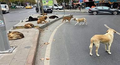 Başıboş sokak köpekleri düzenlemesi Meclis'te kabul edildi