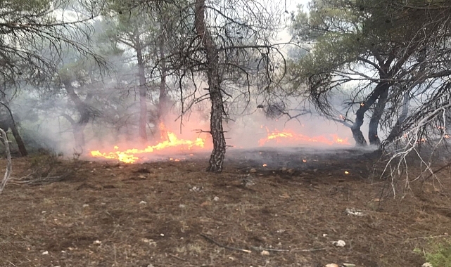 Çıkan orman yangını söndürüldü