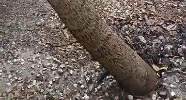 Evin Avlusuna Düşen Yıldırım Ucuz Atlatıldı