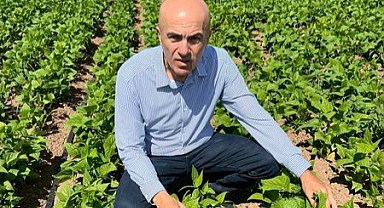 Karaman'da Fasulye üretimi yeniden artışa geçti