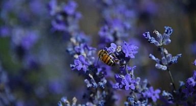 Karaman'da Şimdi Lavanta Zamanı...