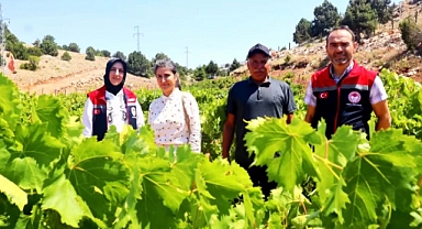 Karaman'da üzüm yetiştiriciliğini artırmak için projeler yapılacak