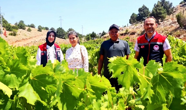 Karaman'da üzüm yetiştiriciliğini artırmak için projeler yapılacak