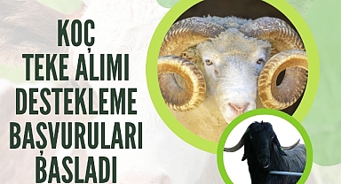 Koç/Teke Alımı Desteklemesi Başvuruları Başladı