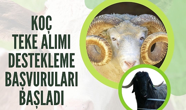 Koç/Teke Alımı Desteklemesi Başvuruları Başladı
