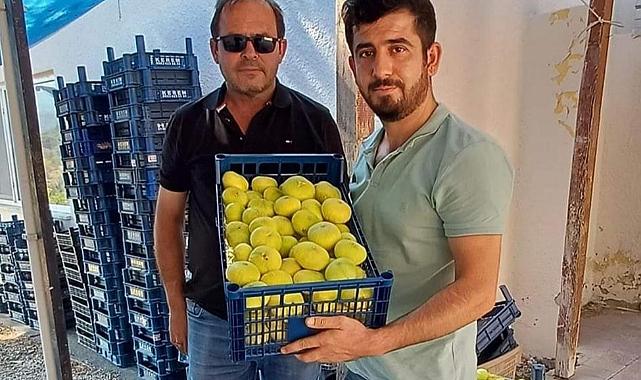 Mersin'de incir hasadı başladı