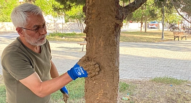 Muhtar Parktaki Gövdesi Soyulan Ardıç Ağaçlarını Kendi İmkânları İle Tedavi Etti