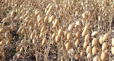 Nohut biçim fiyatları belli oldu