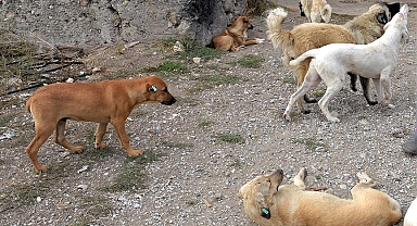 Sıcak havalar köpeklerin daha saldırgan olmasına yol açabiliyor