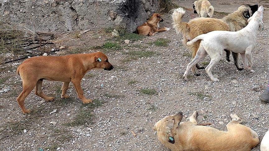 Sıcak havalar köpeklerin daha saldırgan olmasına yol açabiliyor