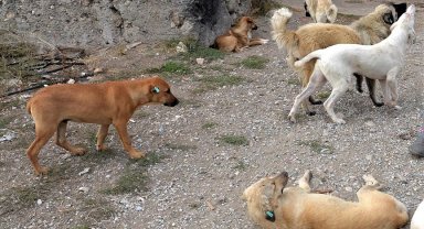Sıcak havalar köpeklerin daha saldırgan olmasına yol açabiliyor