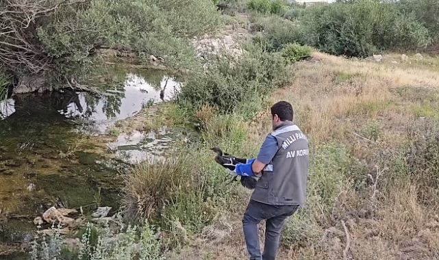 Tedavisi tamamlanan Karabatak, doğaya salındı