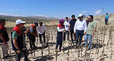 Ayçiçeği Demonstrasyonları hasat edildi