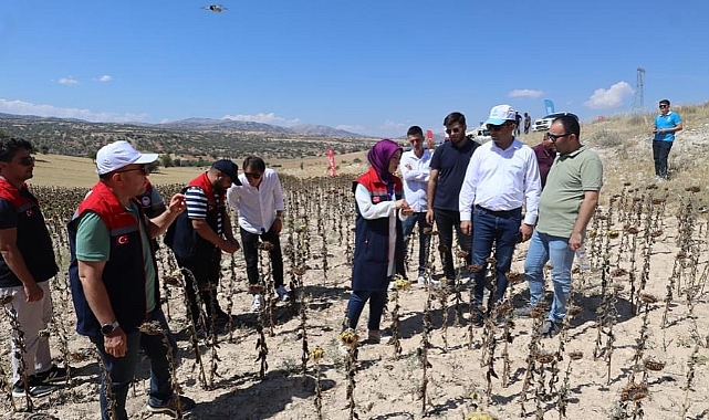 Ayçiçeği Demonstrasyonları hasat edildi