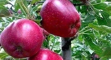 Bayram, elma üreticisini tokatçılara karşı uyardı