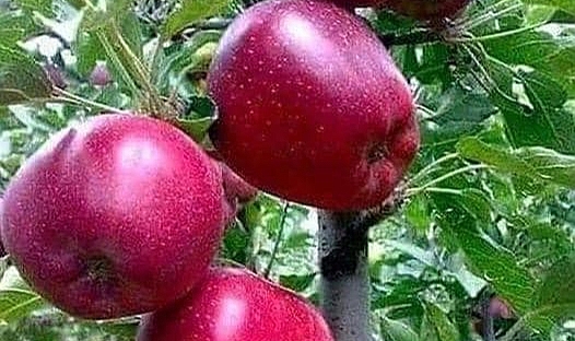 Bayram, elma üreticisini tokatçılara karşı uyardı
