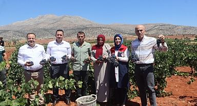 Coğrafi İşaretli Ekşi Kara Üzümde Bağbozumu Yapıldı