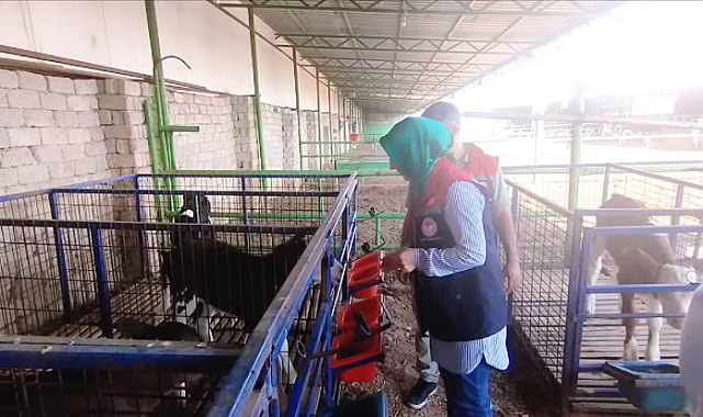 İl Müdürü Bulut, Büyükbaş Hayvancılık İşletmesini Gezdi