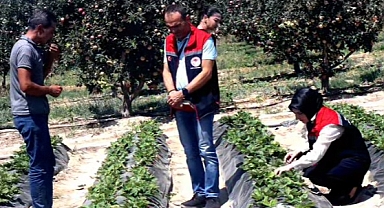 Karaman'da sebze üretim alanları artıyor