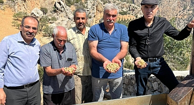 Karaman'da 'Yeşil Altın' hasadı başladı