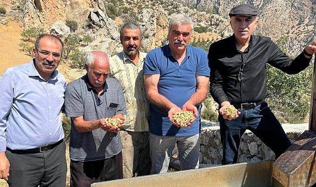 Karaman'da 'Yeşil Altın' hasadı başladı