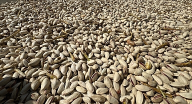 Karaman'da yetiştirilen fıstıklar, Gaziantep ile Şanlıurfa'dan alıcı buluyor