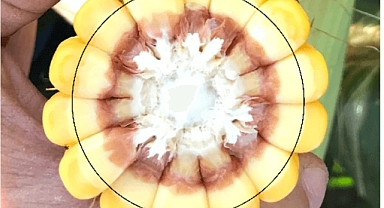 Karaman Tarım ve Orman Müdürlüğü mısır yetiştiricilerini uyardı