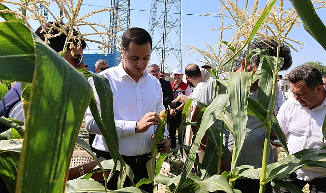 Kazımkarabekir'de Süt Mısır Hasadı Yapıldı