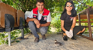 Yaralı bulunan Karabatak Kuşu tedavi edildi
