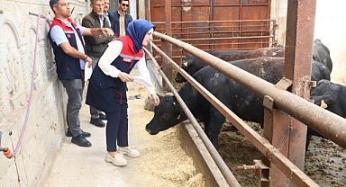 Bulut, İthal Besi Sığırı işletmelerini ziyaret etti