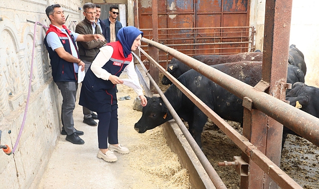 Bulut, İthal Besi Sığırı işletmelerini ziyaret etti