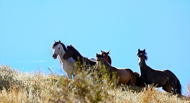 Karadağ'ın yılkı atları doğaseverlerin ilgisini çekiyor