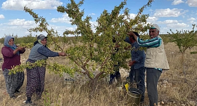 Karaman'da badem hasadı devam ediyor