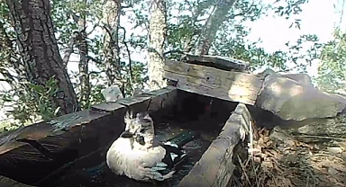 Karaman'da yaban hayatının serinlemesi fotokapana yansıdı