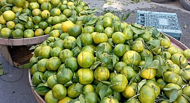 Mandalina Tezgaha İndi