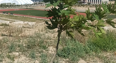 TEMA’nın Diktiği Palamut Fidanları Umutla Büyüyor!  