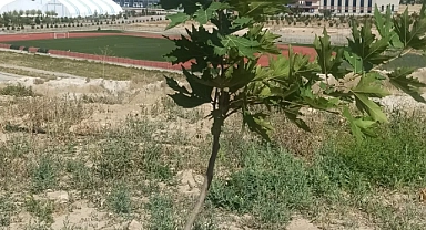 TEMA’nın Diktiği Palamut Fidanları Umutla Büyüyor!  