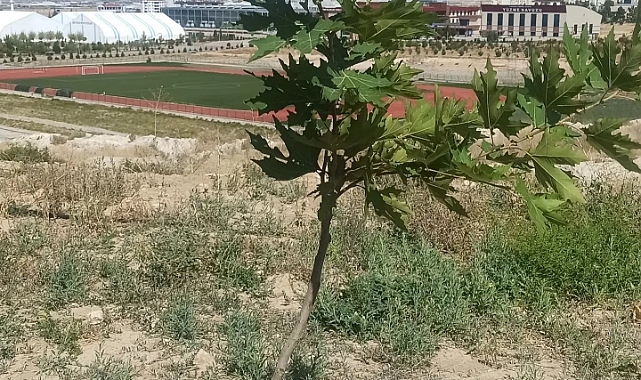 TEMA’nın Diktiği Palamut Fidanları Umutla Büyüyor!  