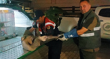 Yaralı Pelikana İlk Müdahale Jandarmadan