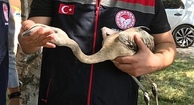 Yavru flamingo doğal yaşam alanına salınacak