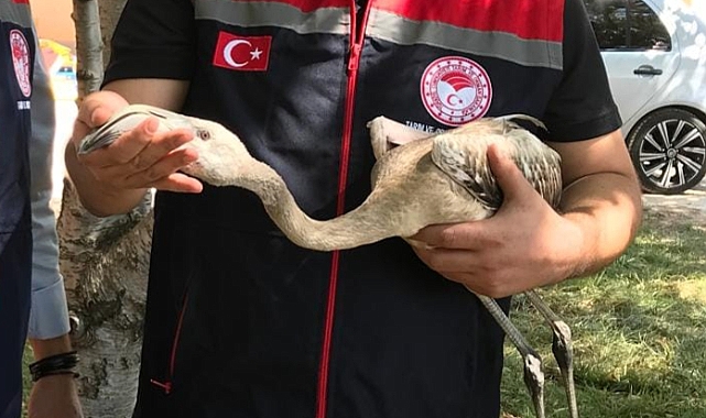 Yavru flamingo doğal yaşam alanına salınacak