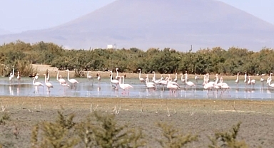 Akgöl'de flamingo yavruları göç yolculuğuna hazırlanıyor
