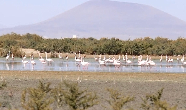 Akgöl'de flamingo yavruları göç yolculuğuna hazırlanıyor